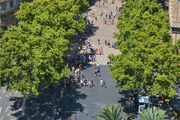 trees along La Rambla in Barcelona