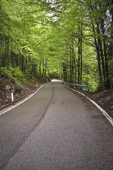 Woodland Street in Italy